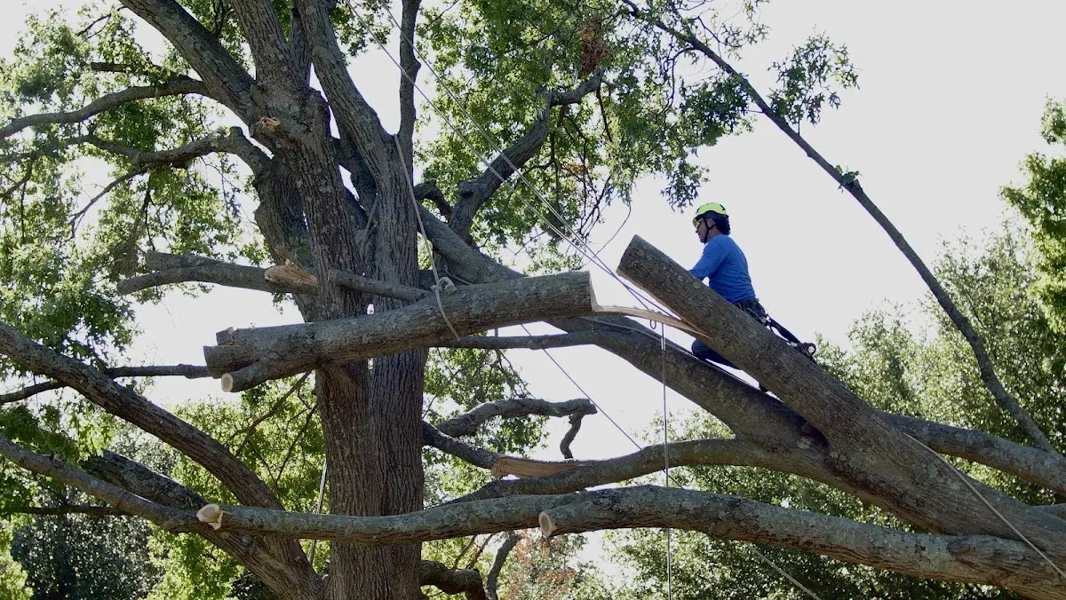 Professional Crown Thinning performed by certified arborists in Eagle Mountain