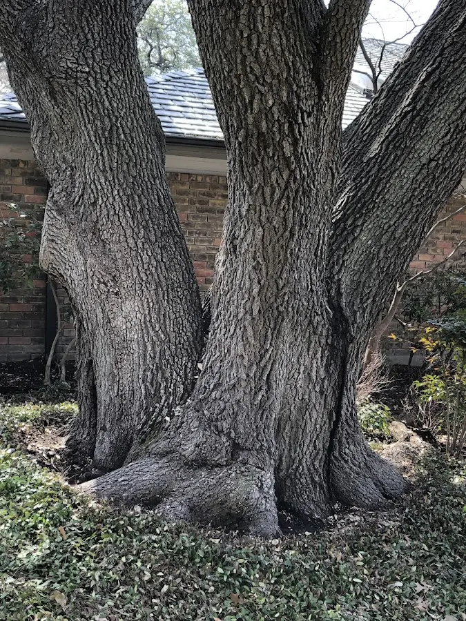 Mature heritage tree close to a Eagle Mountain property cared for by certified arborists